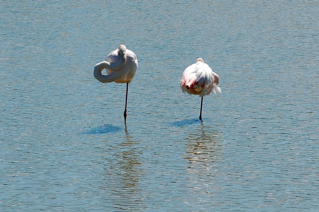 Uccelli della Camargue - 5 - Phoenicopterus roseus